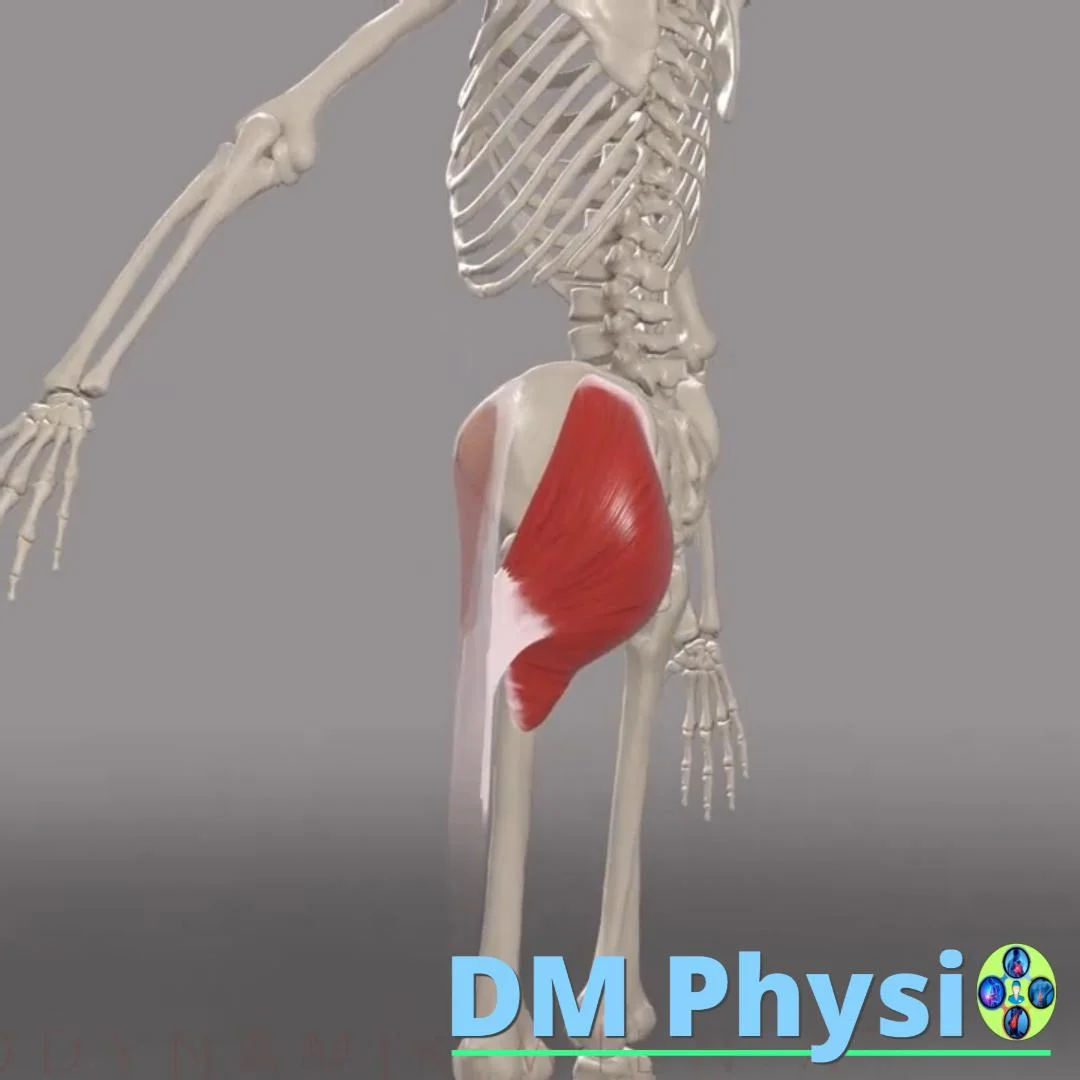 Глутеус максимус и флексори на тазобедрена